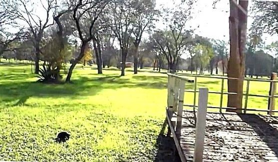 Polly(solo), порно видео